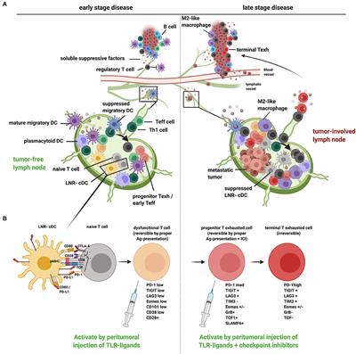 Immunotherapy Goes Local: The Central Role of Lymph Nodes in Driving Tumor Infiltration and Efficacy